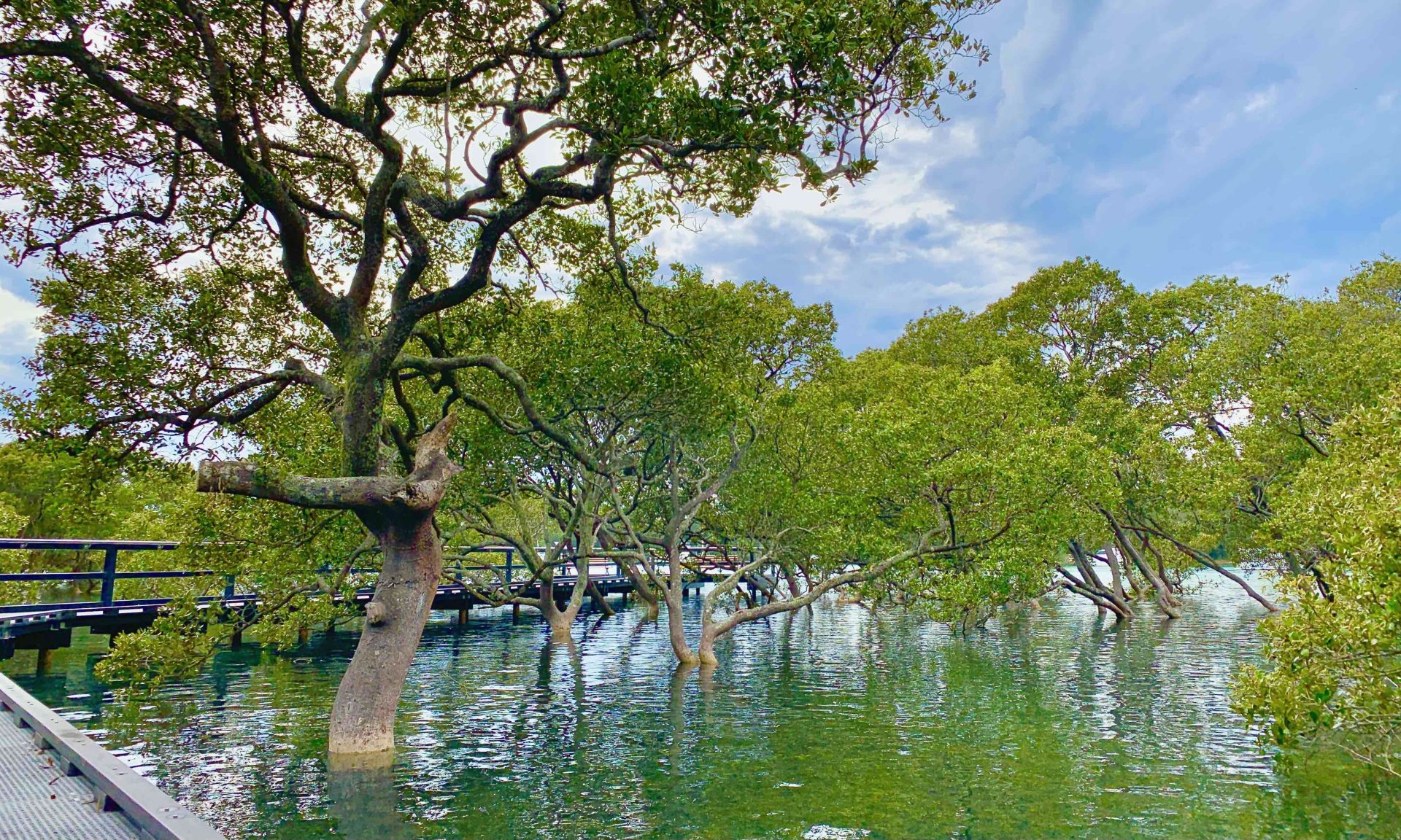 オーストラリアの田舎で暮らせば㉜エイが泳ぐマングローブ林